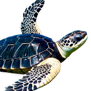 Baby Leatherback Turtle Adventure Png Njj60 PNG Image