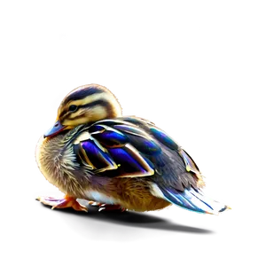 Baby Mallard Duck Png Ndb PNG Image