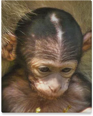 Baby Orangutan Contemplation PNG Image