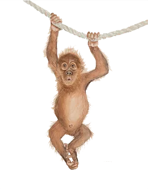 Baby Orangutan Hanging From Rope PNG Image