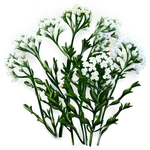 Baby's Breath Flowers Png Tkc PNG Image