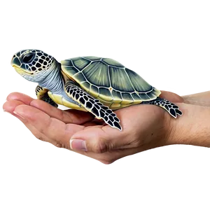 Baby Sea Turtle Hatchling Png 80 PNG Image