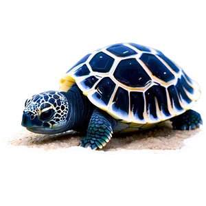 Baby Sea Turtle Hatchling Png Jjn PNG Image