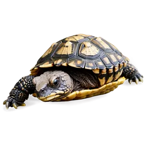 Baby Snapping Turtle Cute Png 9 PNG Image