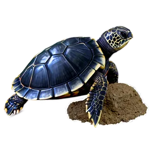 Baby Turtle Hatchling Png 43 PNG Image