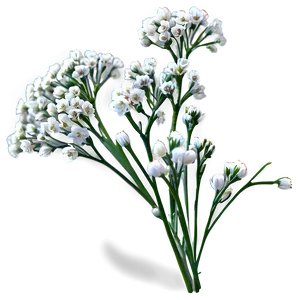 Babys Breath A PNG Image