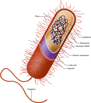 Bacterial Cell Structure Diagram PNG Image