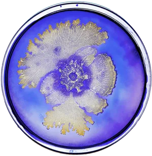 Bacterial Colony Patterns Petri Dish PNG Image