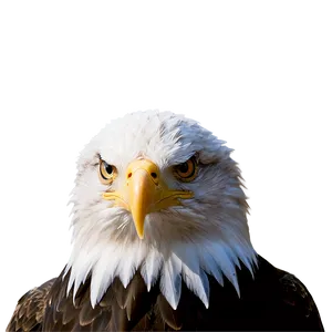 Bald Eagle American Symbol Png 05212024 PNG Image