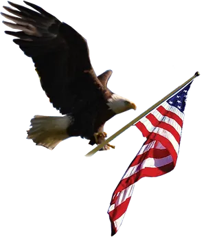 Bald Eagle With American Flag PNG Image