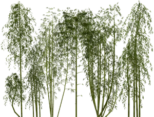 Bamboo Grove Greenery PNG Image