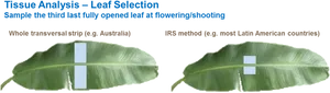 Banana Leaf Tissue Analysis Methods PNG Image