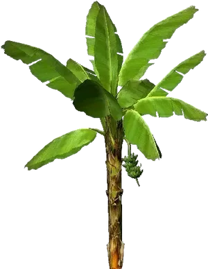 Banana Tree Isolatedon Transparent Background PNG Image