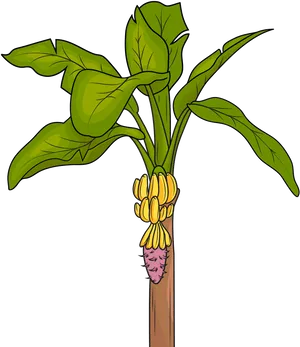 Banana Tree With Bunch Of Bananas PNG Image