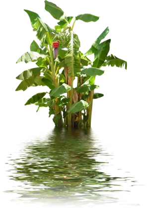 Banana Tree With Reflection PNG Image