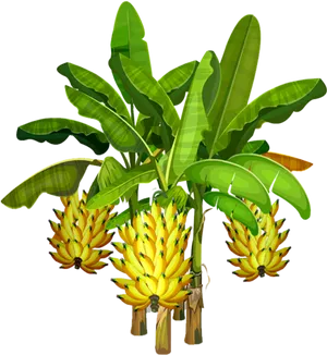 Banana Tree With Ripe Bunches PNG Image