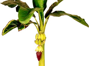 Banana Treewith Unripe Bunch PNG Image