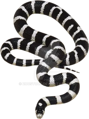 Banded King Snake Isolated PNG Image