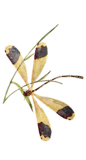 Banded Wing Dragonfly PNG Image