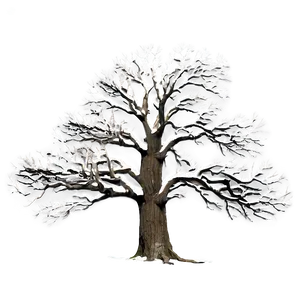 Bare Oak Tree Png 06282024 PNG Image