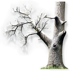 Bare Oak Tree Png 10 PNG Image