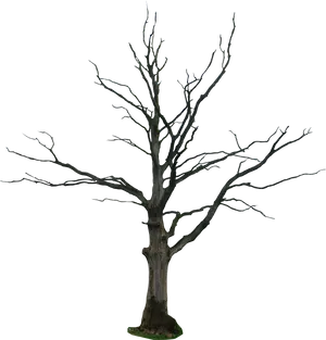 Bare Tree Against Night Sky PNG Image