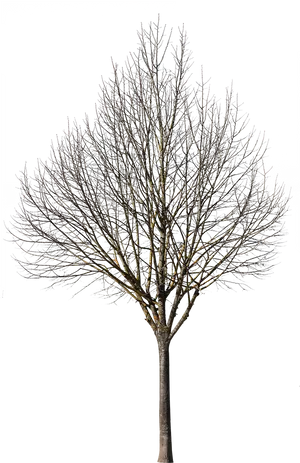 Bare Tree Against Night Sky PNG Image