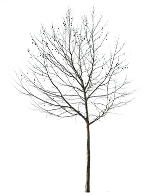 Bare Tree Against Night Sky PNG Image