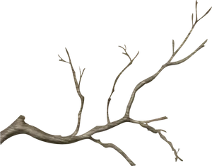 Bare Tree Branch Against Blue Sky PNG Image