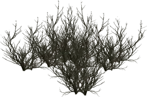 Bare_ Tree_ Branches_ Silhouette PNG Image