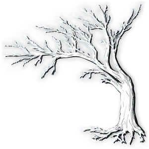 Bare Tree Shadow Png 50 PNG Image