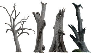 Bare Tree Trunks Against Sky PNG Image