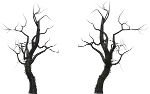 Bare Trees Against Sky PNG Image