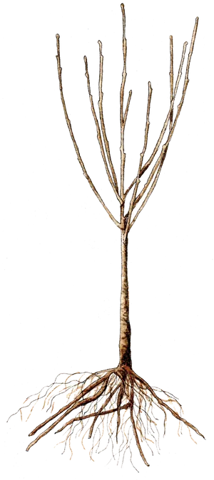 Bare Treewith Roots PNG Image