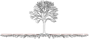 Bare Treewith Visible Roots PNG Image