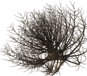 Bare Twig Shrub Against Sky PNG Image