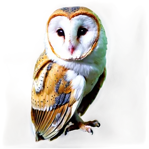 Barn Owl Eyes Png Gog PNG Image