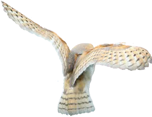 Barn Owl In Flight PNG Image