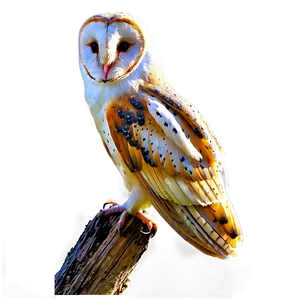 Barn Owl In Forest Png Pni34 PNG Image