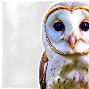 Barn Owl Looking Back Png Rig PNG Image