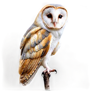 Barn Owl Perching Png Udk29 PNG Image