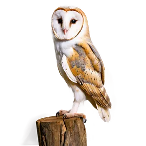 Barn Owl Tilted Head Png 06252024 PNG Image