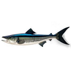 Barracuda In Action Png 36 PNG Image