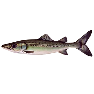 Barracuda In Water Png Ykk PNG Image