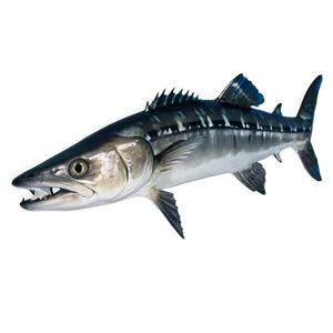 Barracuda On The Hunt Png 14 PNG Image