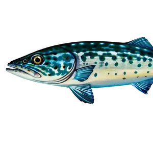 Barracuda Species Png Wwy1 PNG Image