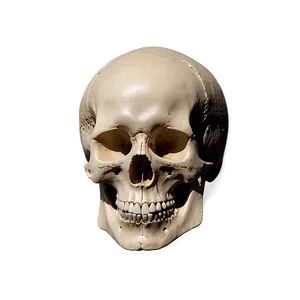 Basic Skull Shape Png 39 PNG Image