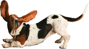 Basset Hound With Floppy Ears PNG Image