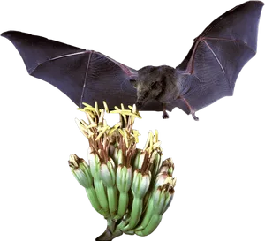 Bat_ Feeding_on_ Banana_ Blossom PNG Image