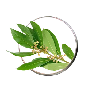 Bayleaf Branch Magnified Black Background PNG Image